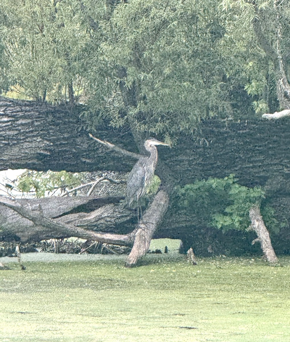 Great Blue Heron - ML641286869