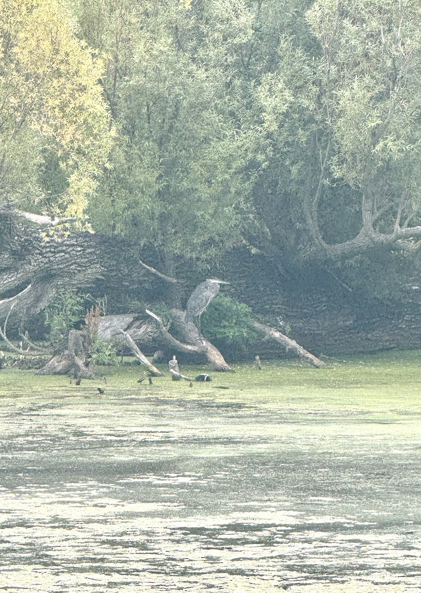 Great Blue Heron - ML641286870