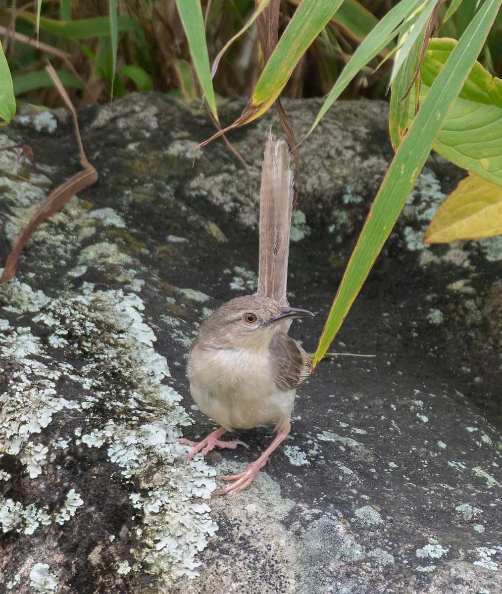 Jungle Prinia - ML641286893