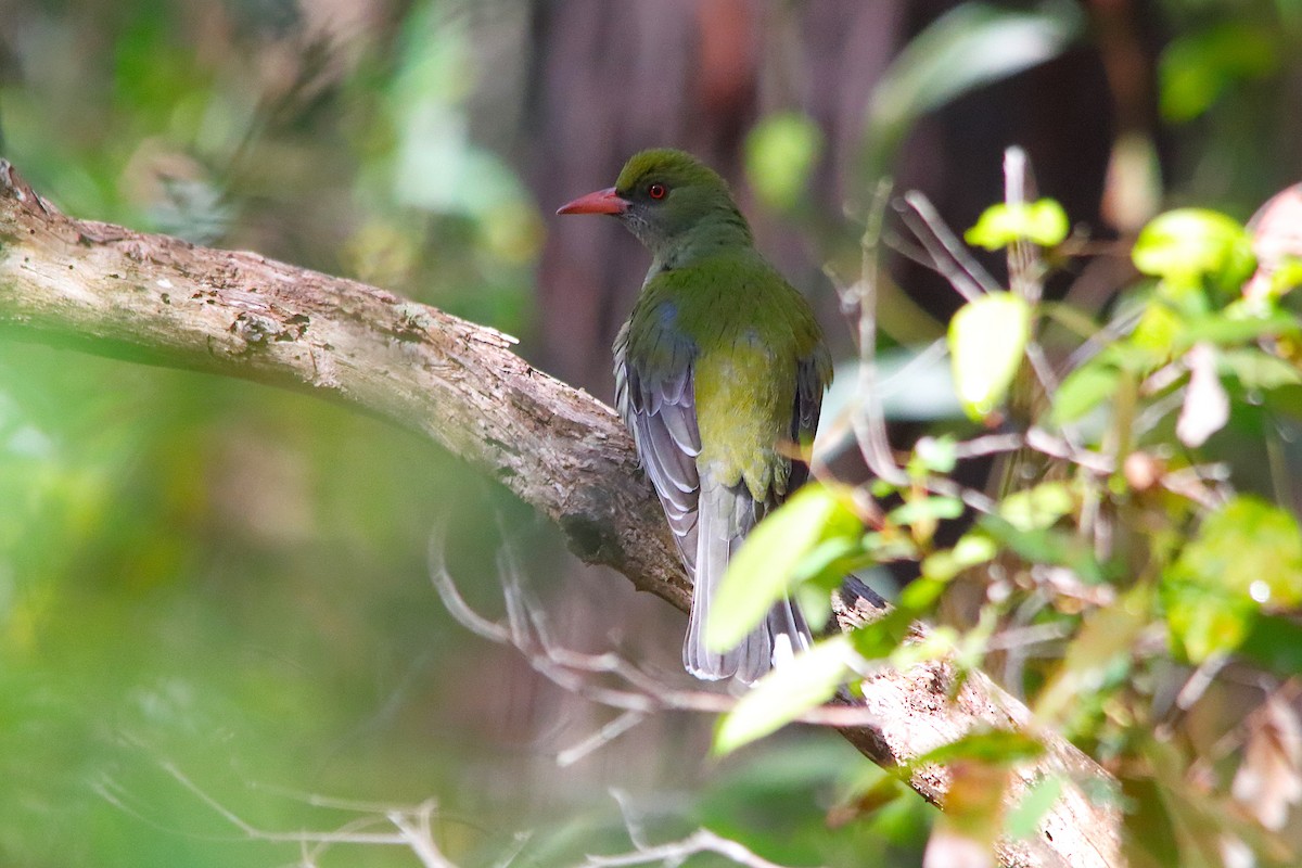 Olive-backed Oriole - ML641286899