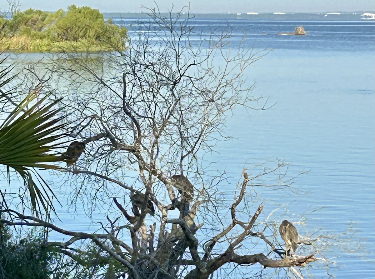 Yellow-crowned Night Heron - ML641286923