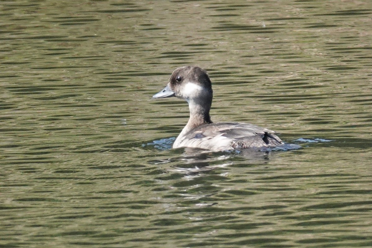 Bufflehead - ML641286940
