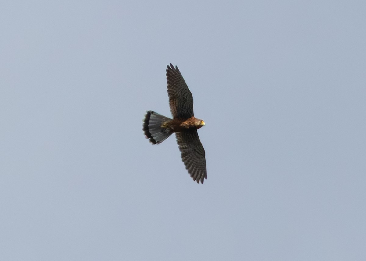 Spotted Kestrel - ML641286945