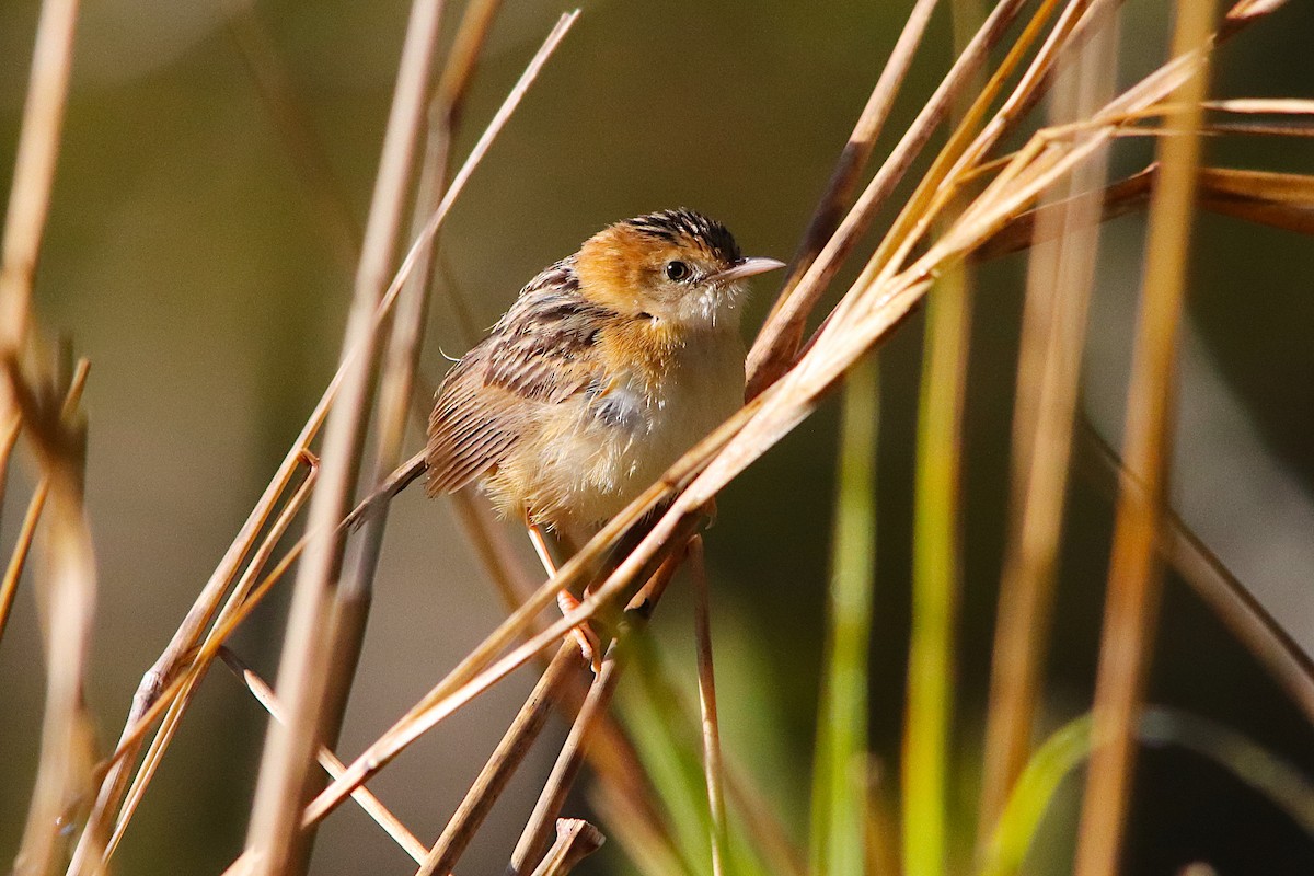 Golden-headed Cisticola - ML641286948