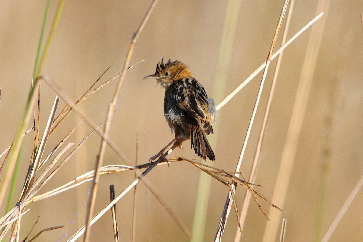 Golden-headed Cisticola - ML641286949
