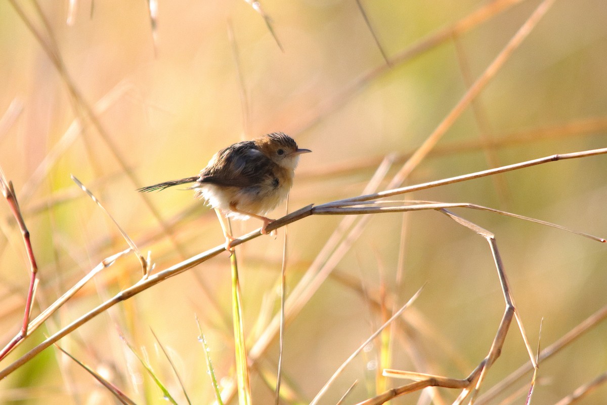 Golden-headed Cisticola - ML641286950