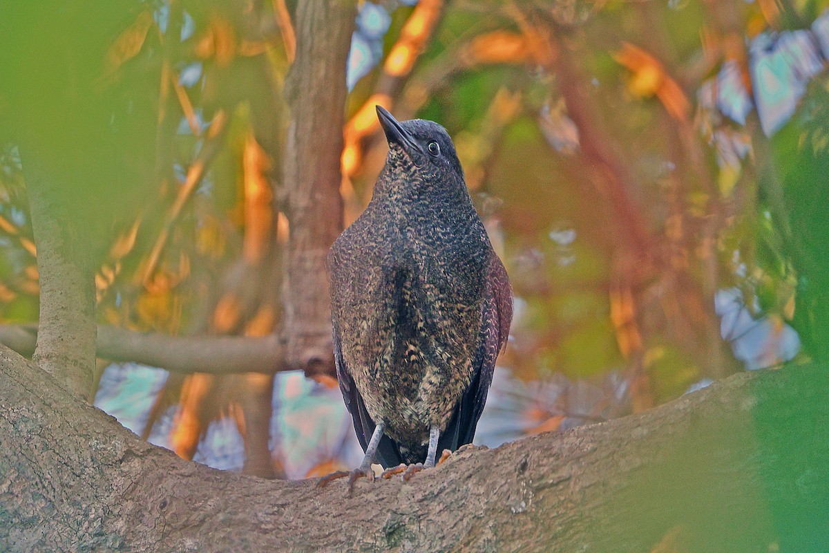 Zigzag Heron - ML641286958