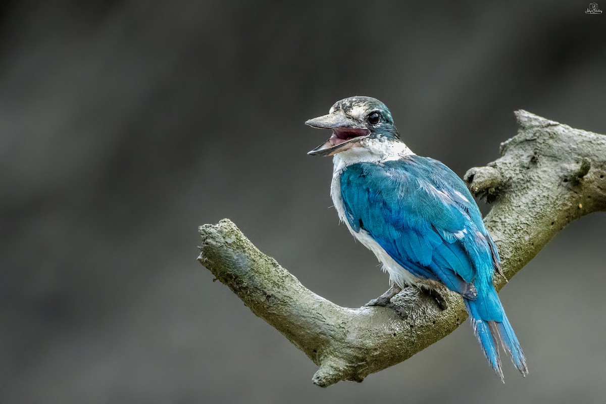 Collared Kingfisher - ML641286965