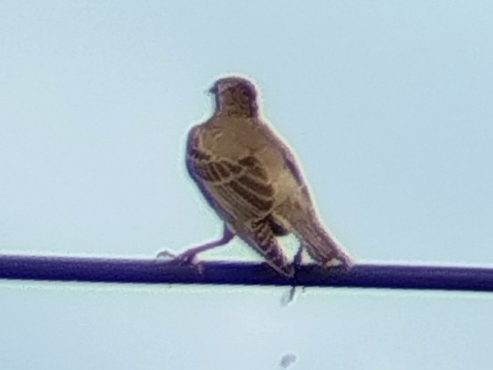 Rosy Starling - ML641286967