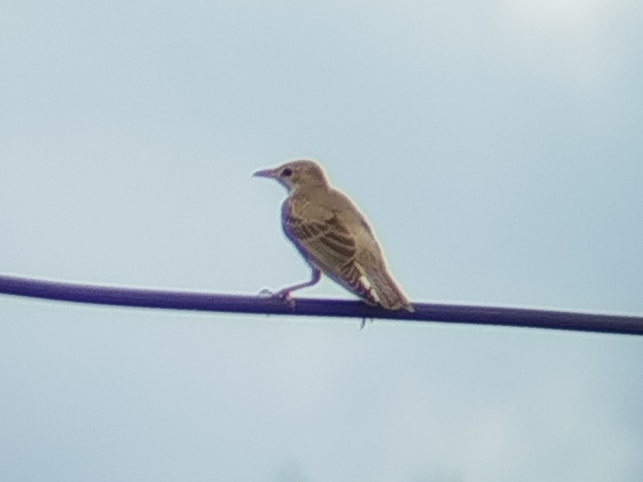 Rosy Starling - ML641286968