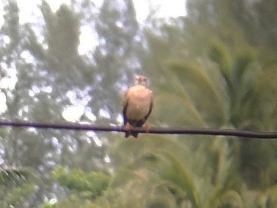 Rosy Starling - ML641286969