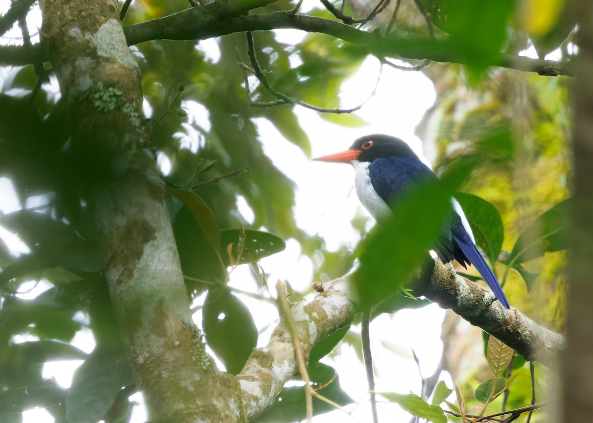 White-rumped Kingfisher - ML641286974