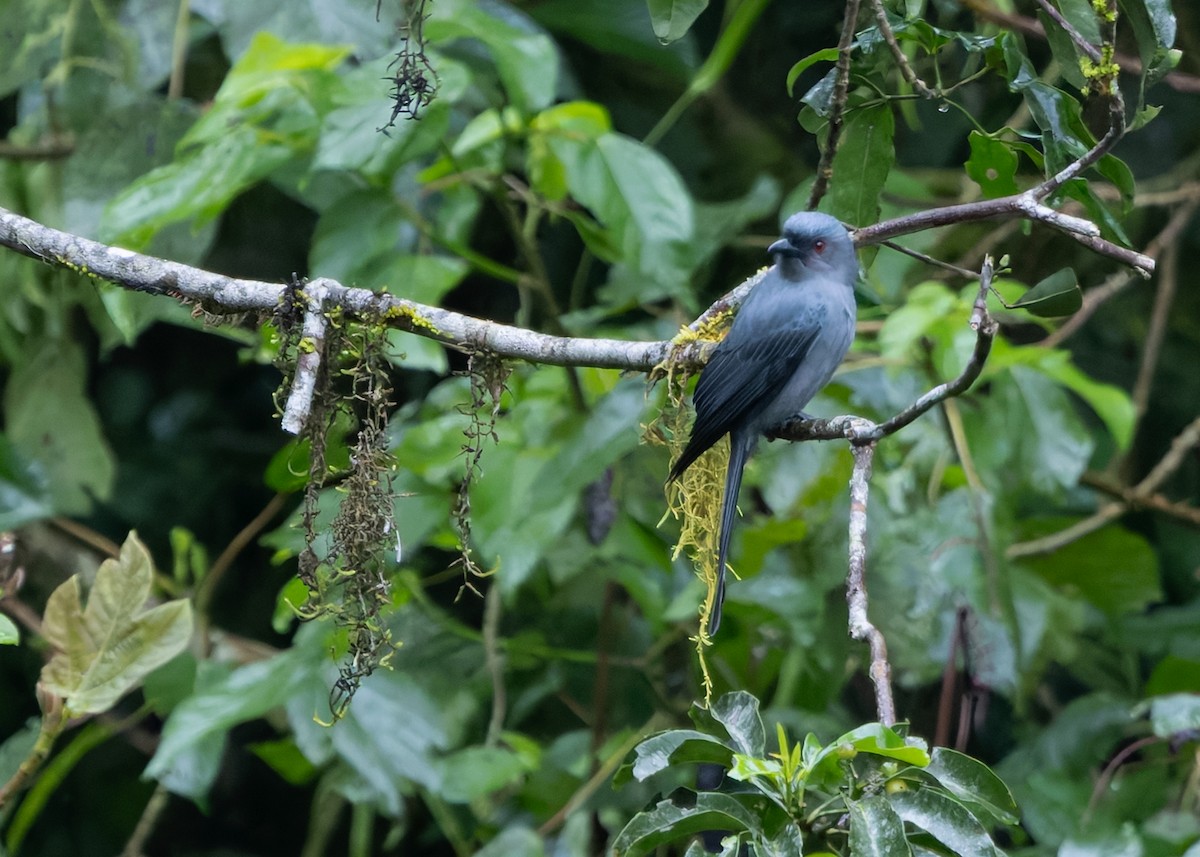 Drongo cendré (groupe leucophaeus) - ML641286991