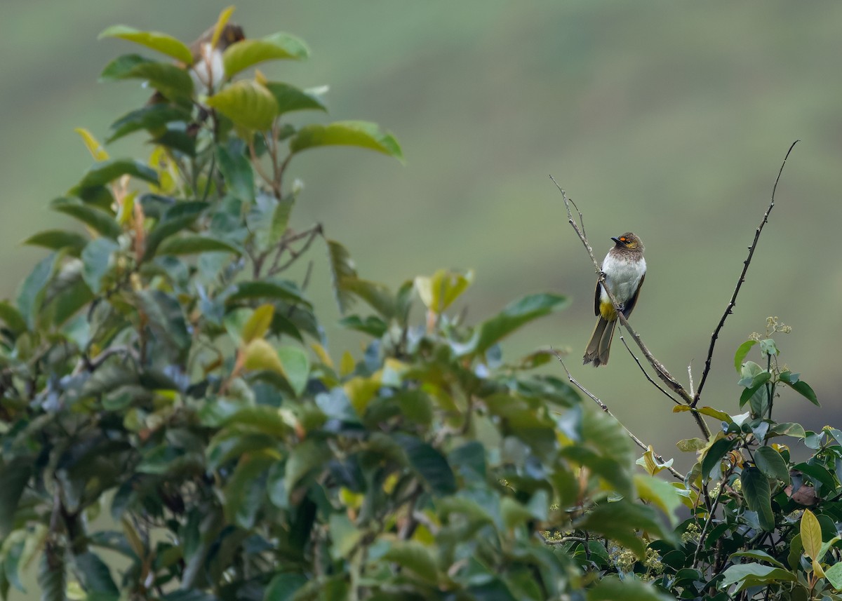 Orange-spotted Bulbul - ML641286992