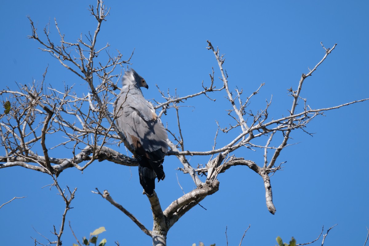 African Harrier-Hawk - ML641286999