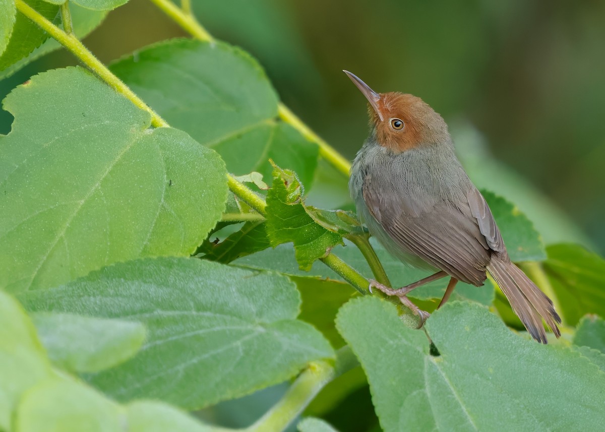 Olive-backed Tailorbird - ML641287000