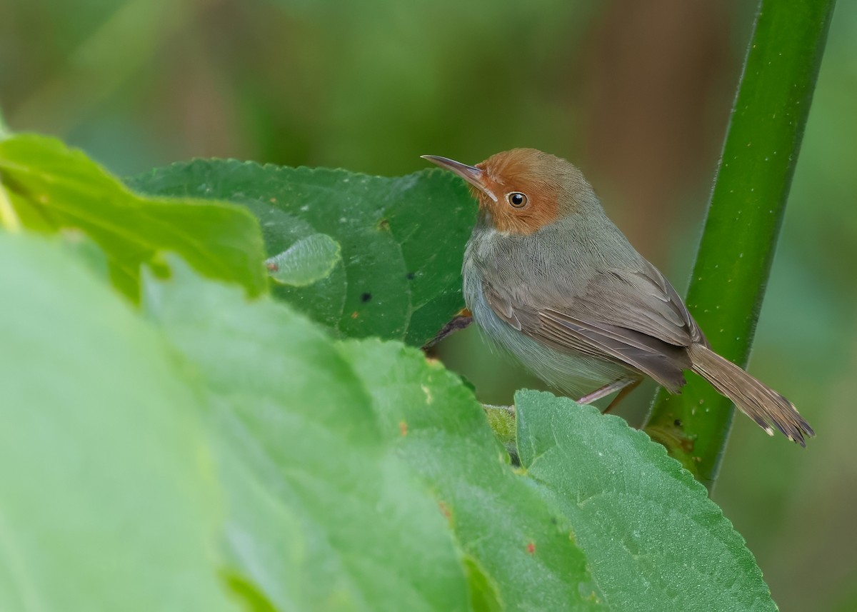 Olive-backed Tailorbird - ML641287001