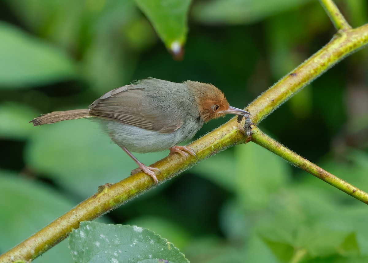 Olive-backed Tailorbird - ML641287002