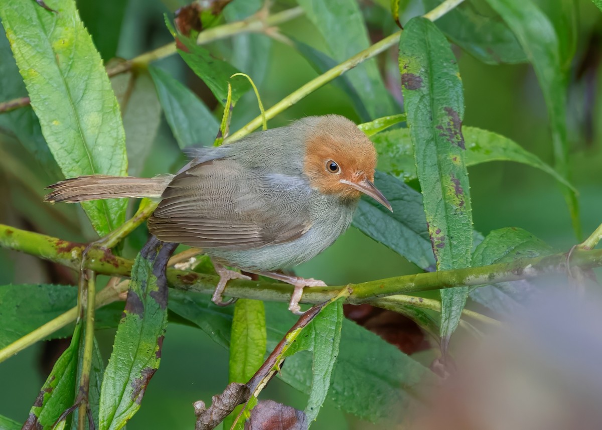 Olive-backed Tailorbird - ML641287003
