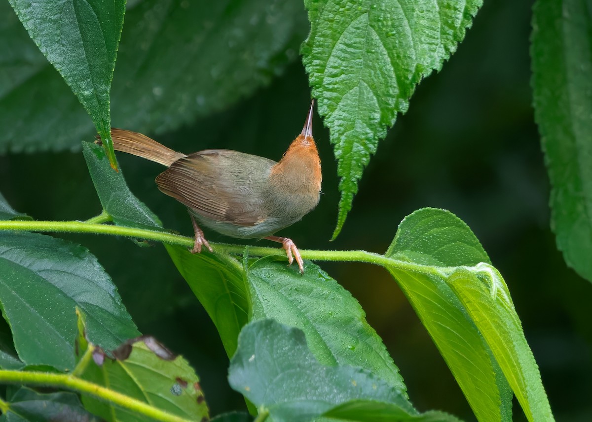 Olive-backed Tailorbird - ML641287004