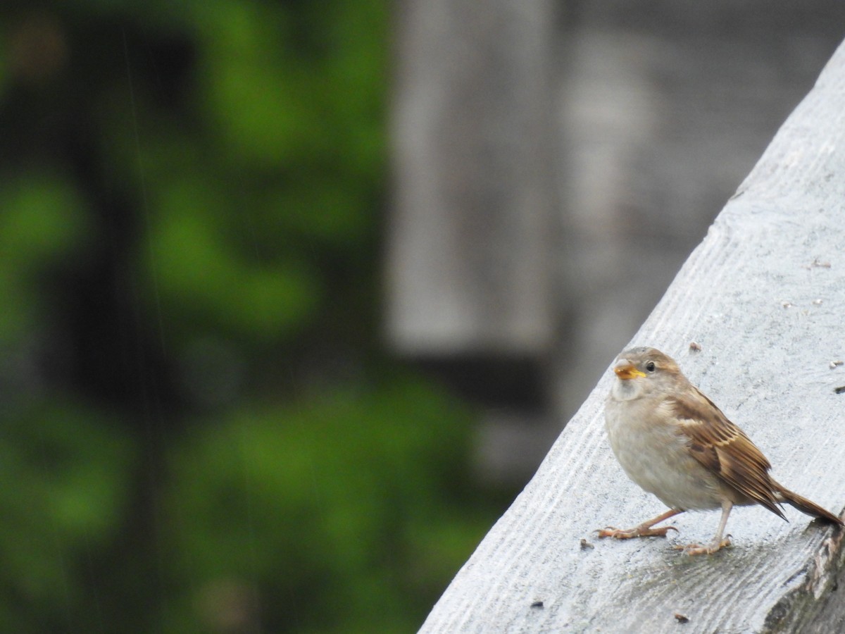 House Finch - ML641287042