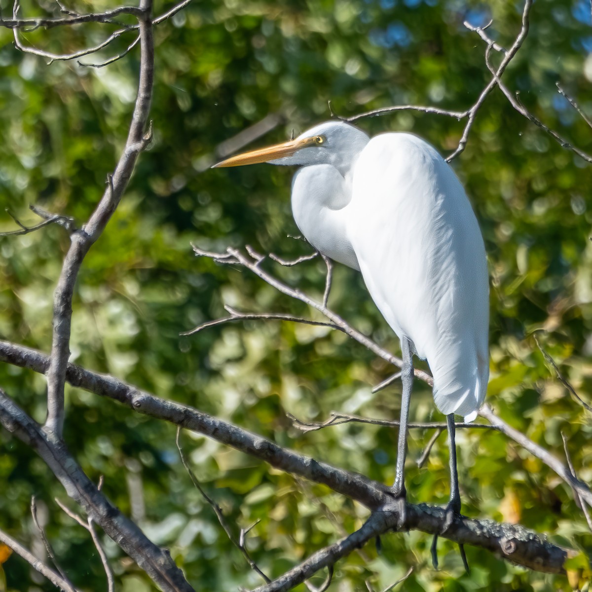 Great Egret - ML641287048
