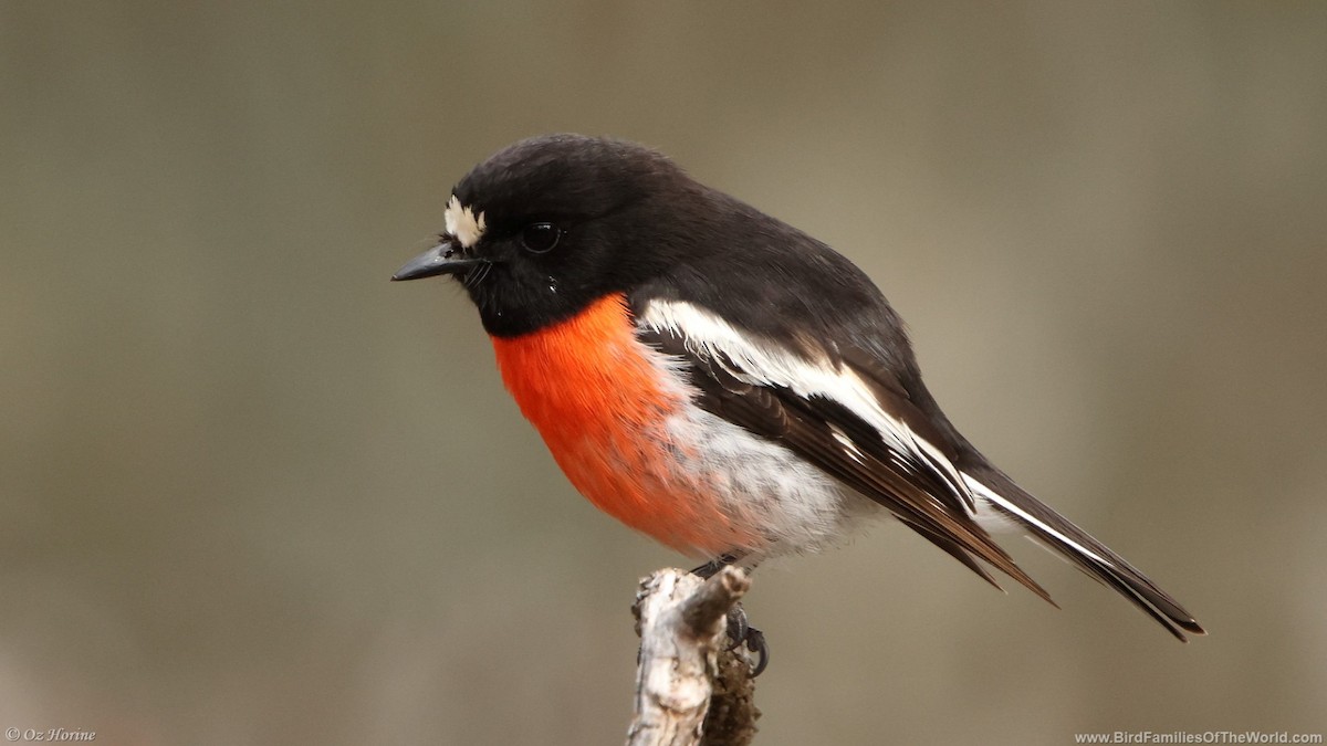 Scarlet Robin - ML641287058