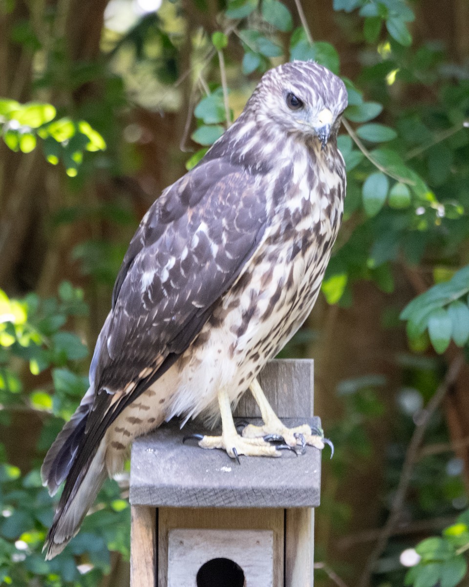 Buse à épaulettes - ML641287066