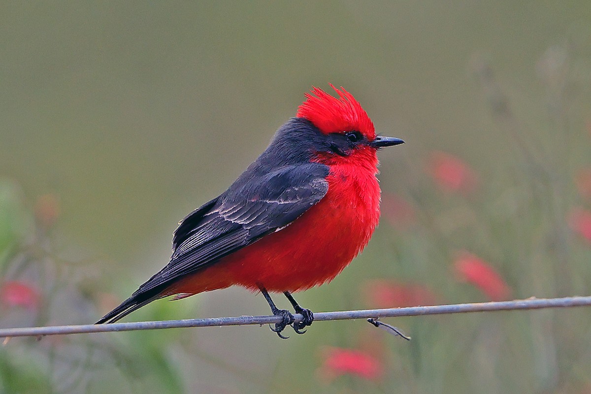 Vermilion Flycatcher - ML641287070