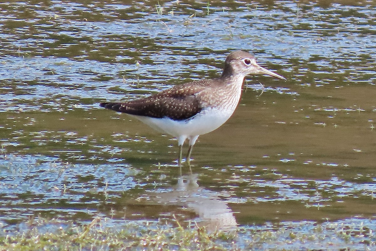 Einsiedelwasserläufer - ML641287134