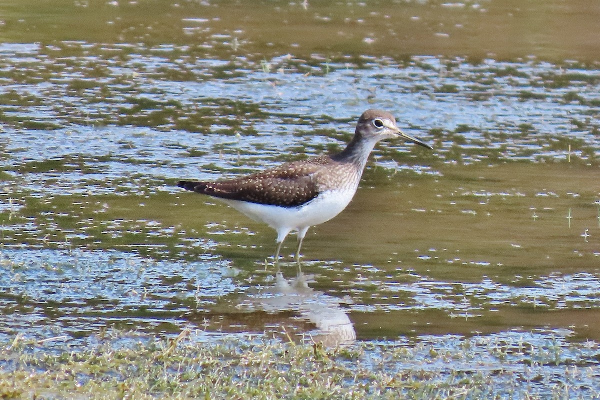 Einsiedelwasserläufer - ML641287135