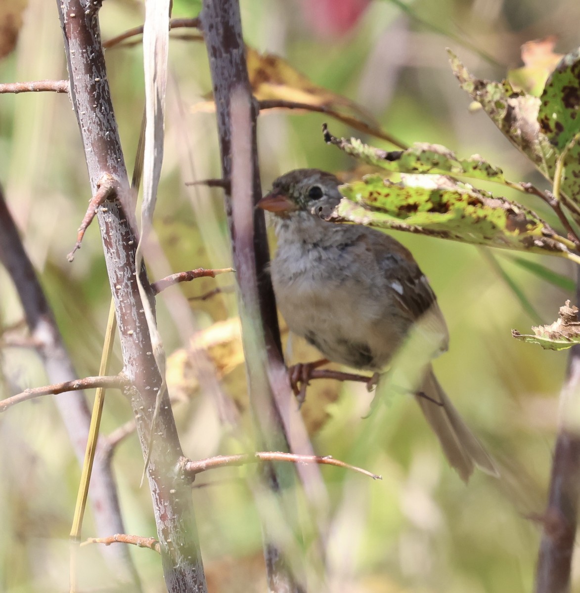 Field Sparrow - ML641287137