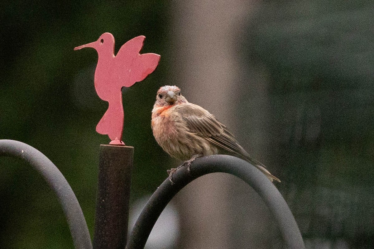 House Finch - ML641287146