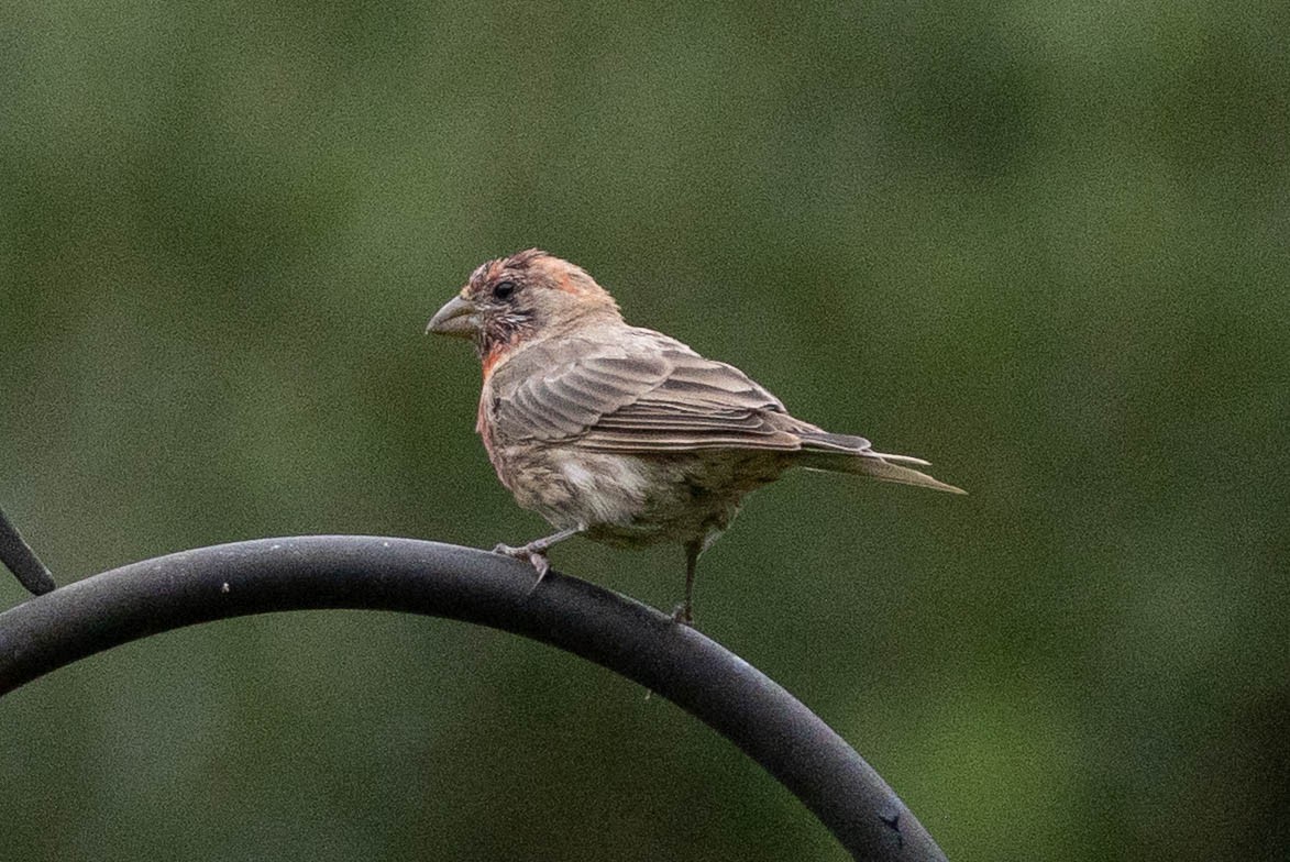 House Finch - ML641287147
