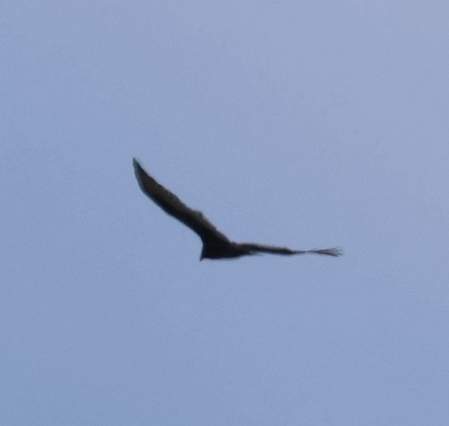 kalkunkondor - ML641287158