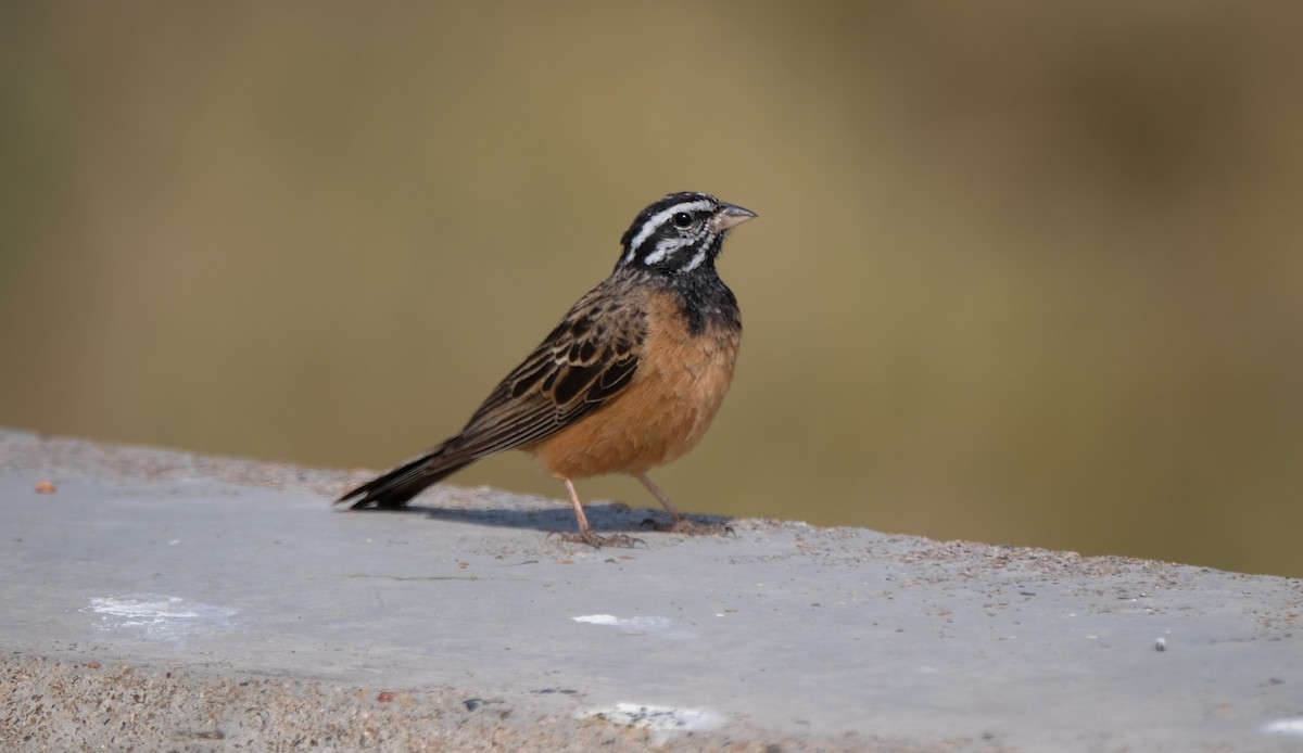 Cinnamon-breasted Bunting - ML641287179
