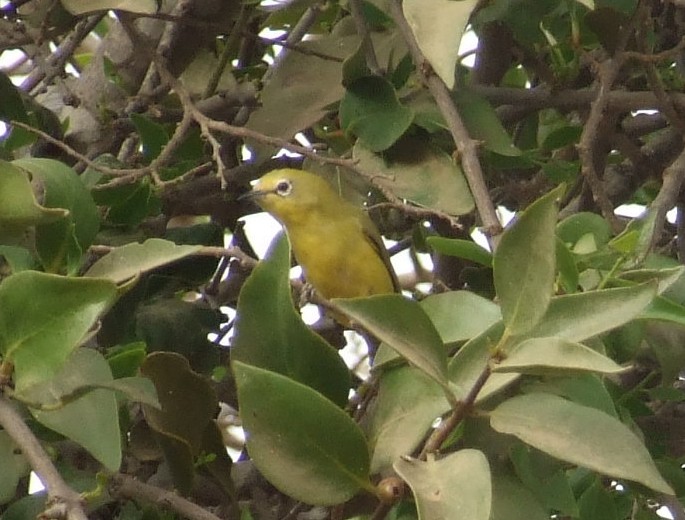 Northern Yellow White-eye - ML641287185
