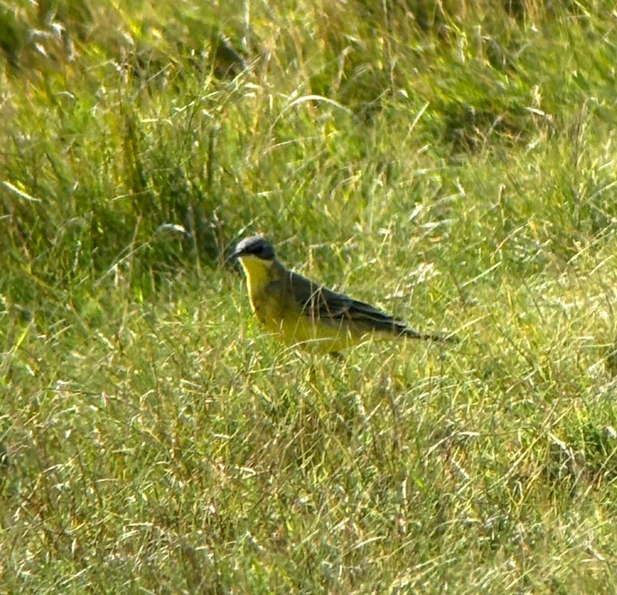 Жёлтая трясогузка (thunbergi) - ML641287189