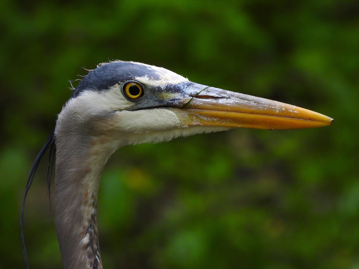 Great Blue Heron - ML641287196