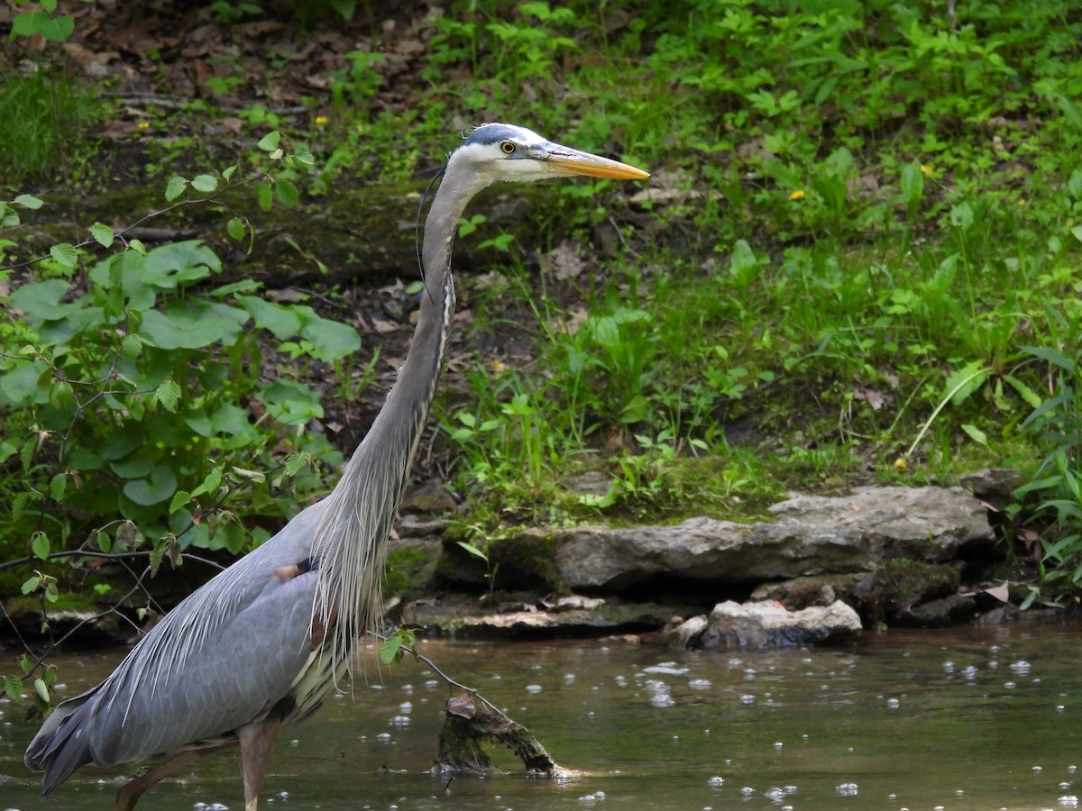Great Blue Heron - ML641287197
