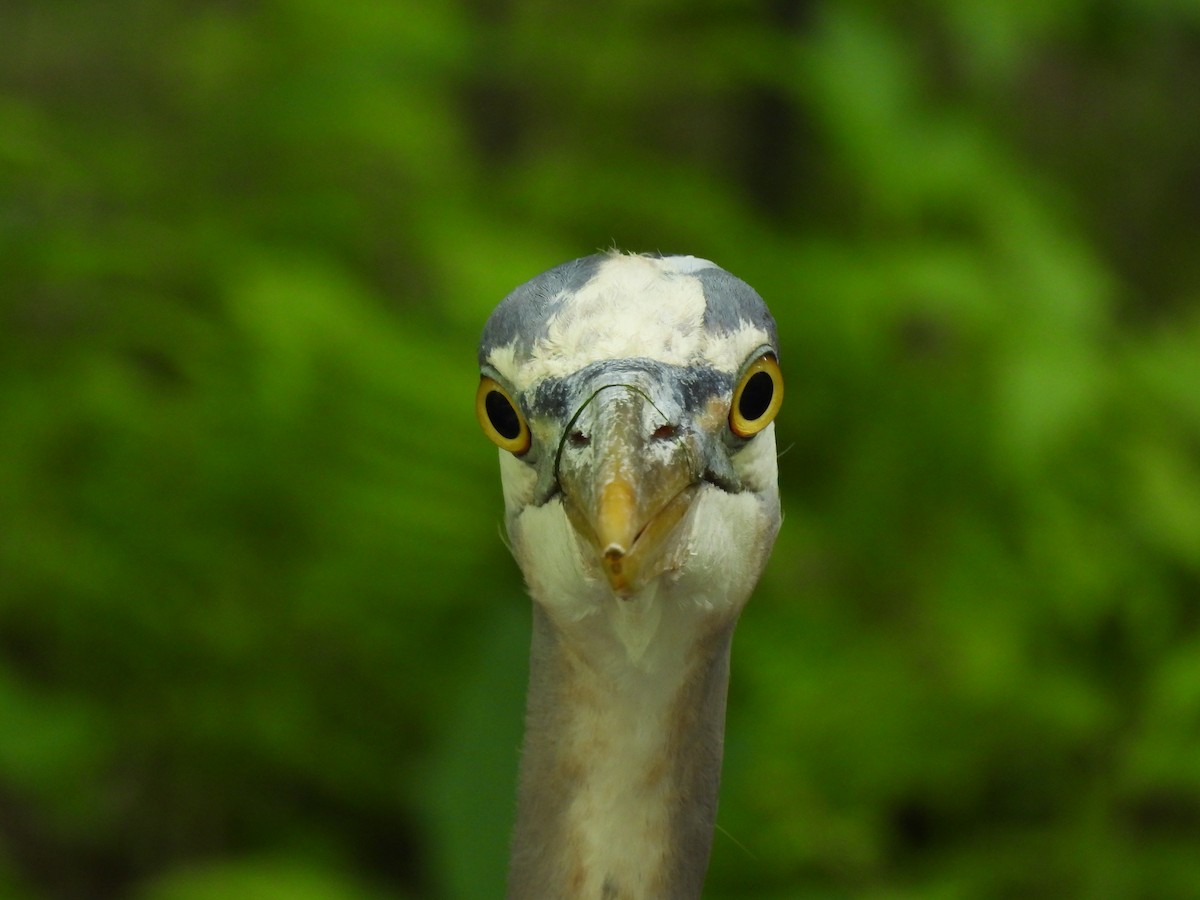 Great Blue Heron - ML641287198