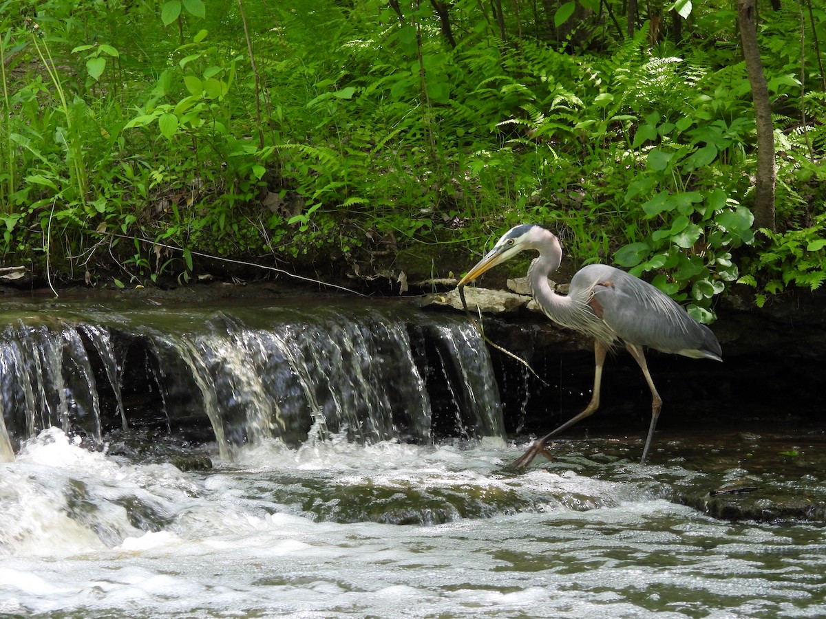 Great Blue Heron - ML641287205