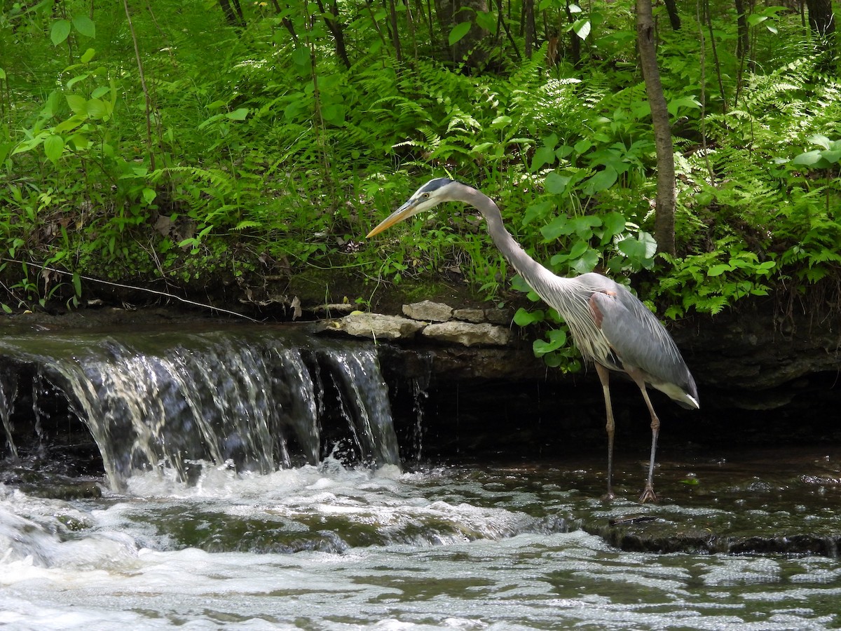 Great Blue Heron - ML641287208
