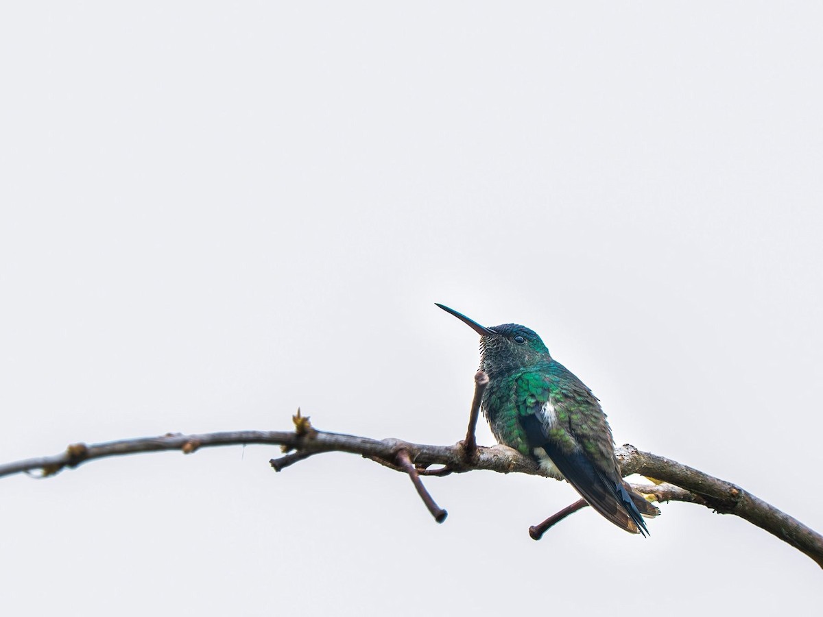 Indigo-capped Hummingbird - ML641287219