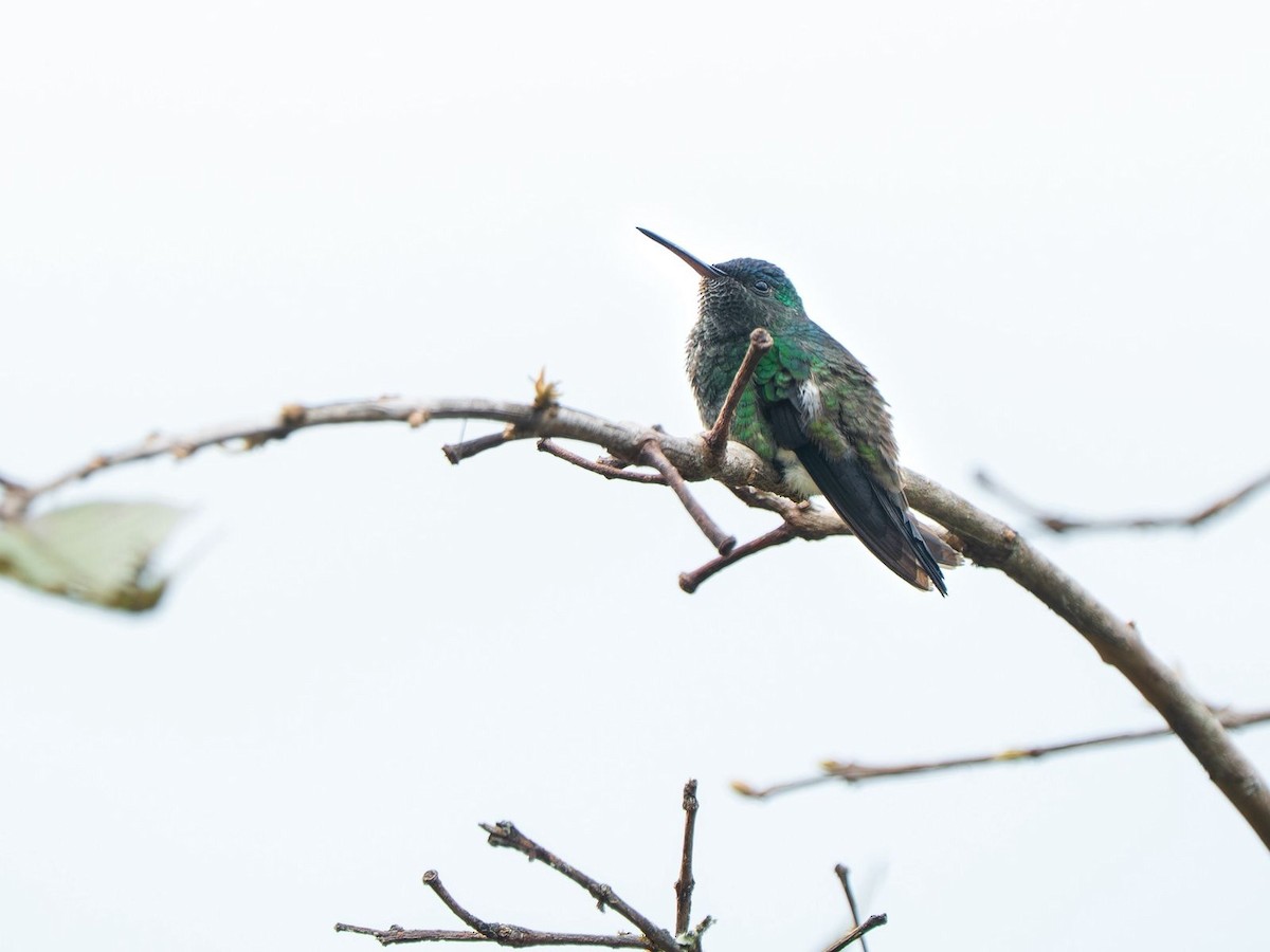 Indigo-capped Hummingbird - ML641287221