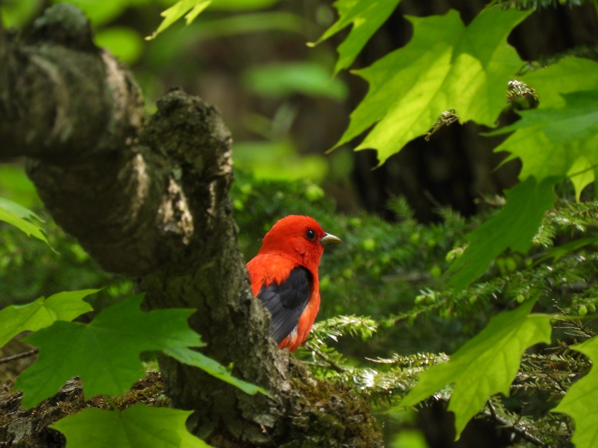 Scarlet Tanager - ML641287223