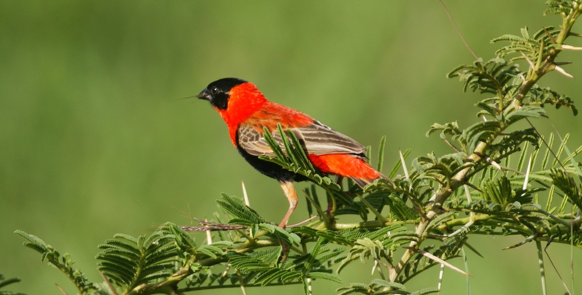 Northern Red Bishop - ML641287228