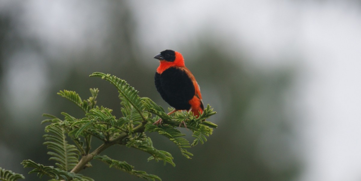 Northern Red Bishop - ML641287229