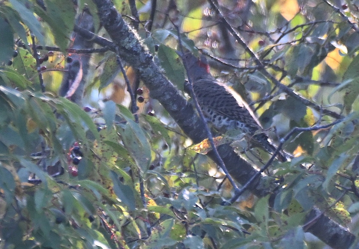 Northern Flicker - ML641287263