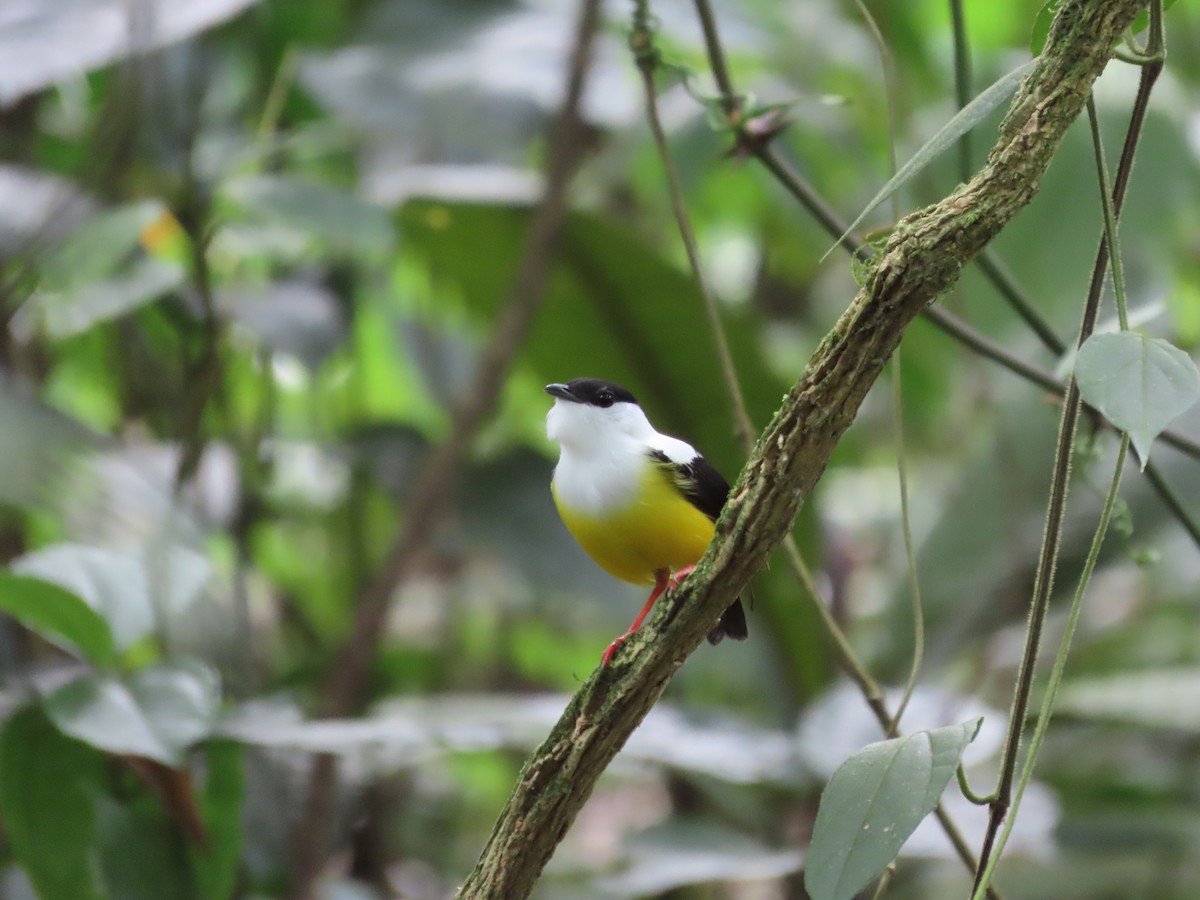 White-collared Manakin - ML641287270